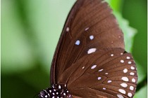 Papillons 16-11-15 081  00005  Photos ACG 2016