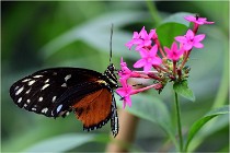 Papillons 16-11-15 090   Photos ACG 2016