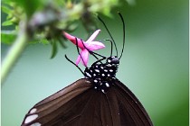 Papillons 16-11-15 092  00006  Photos ACG 2016