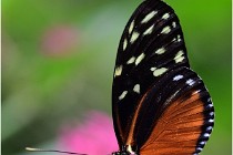 Papillons 16-11-15 103   Photos ACG 2016