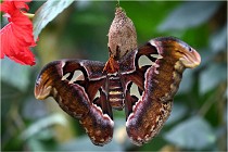 Papillons 16-11-15 110  00007  Photos ACG 2016