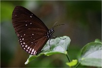 Papillons 16-11-15 114  00008  Photos ACG 2016