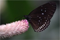 Papillons 16-11-15 119  00002  Photos ACG 2016