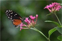 Papillons 16-11-15 146   Photos ACG 2016