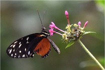 Papillons 16-11-15 162   Photos ACG 2016