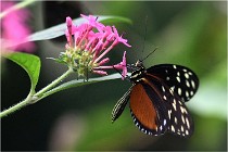 Papillons 16-11-15 169  00003  Photos ACG 2016