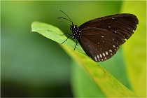 Papillons 16-11-15 192   Photos ACG 2016