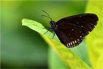 Papillons 16-11-15 194   Photos ACG 2016