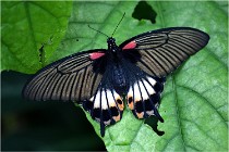 Papillons 16-11-15 276   Photos ACG 2016