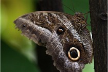 Papillons 16-11-15 285   Photos ACG 2016