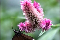 Papillons 16-11-15 303   Photos ACG 2016