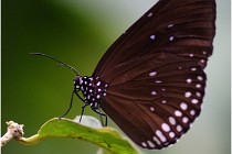 Papillons 16-11-15 312   Photos ACG 2016