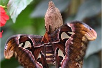 Papillons 16-11-15 316   Photos ACG 2016