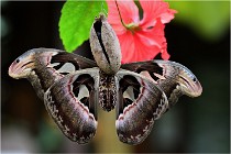 Papillons 16-11-15 319   Photos ACG 2016