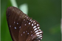 Papillons 16-11-15 343   Photos ACG 2016