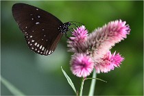 Papillons 16-11-15 345   Photos ACG 2016