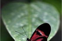 Papillons 16-11-15 372   Photos ACG 2016