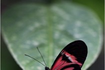 Papillons 16-11-15 373   Photos ACG 2016