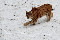 Bwald 17-02-06 0065   Photos ACG 2017