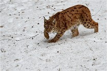 Bwald 17-02-06 0069   Photos ACG 2017