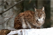 Bwald 17-02-06 1307   Photos ACG 2017