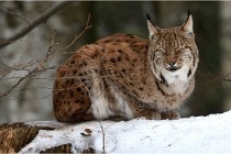 Bwald 17-02-06 1309   Photos ACG 2017