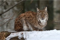 Bwald 17-02-06 1314   Photos ACG 2017