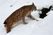 Bwald 17-02-06 1350   Photos ACG 2017