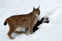 Bwald 17-02-06 1360   Photos ACG 2017