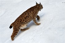 Bwald 17-02-06 1363   Photos ACG 2017