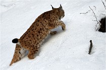 Bwald 17-02-06 1364   Photos ACG 2017