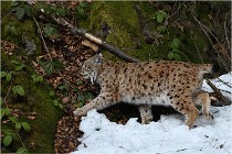 Bwald 17-02-06 1368   Photos ACG 2017