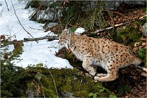 Bwald 17-02-06 1371   Photos ACG 2017