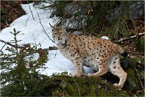 Bwald 17-02-06 1374   Photos ACG 2017