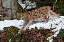 Bwald 17-02-06 1388   Photos ACG 2017