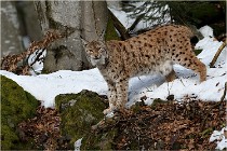 Bwald 17-02-06 1390   Photos ACG 2017