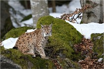 Bwald 17-02-06 1421   Photos ACG 2017