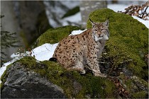 Bwald 17-02-06 1422   Photos ACG 2017