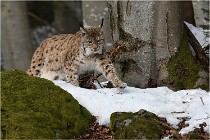 Bwald 17-02-06 1456   Photos ACG 2017