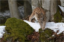 Bwald 17-02-06 1457   Photos ACG 2017