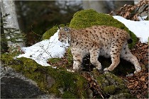 Bwald 17-02-06 1458   Photos ACG 2017