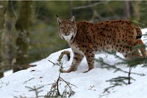 Bwald 17-02-06 1517   Photos ACG 2017