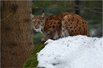 Bwald 17-02-06 1530   Photos ACG 2017