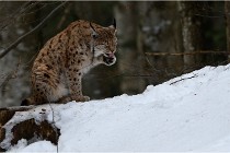 Bwald 17-02-06 1552   Photos ACG 2017