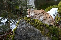 Bwald 17-02-06 1571   Photos ACG 2017