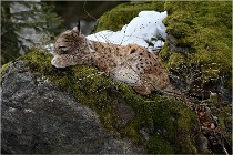 Bwald 17-02-06 1609   Photos ACG 2017