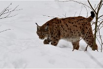 Bwald 17-02-07 0415   Photos ACG 2017