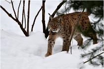 Bwald 17-02-07 0429   Photos ACG 2017