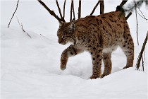 Bwald 17-02-07 0432   Photos ACG 2017