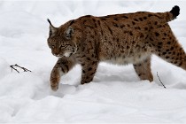 Bwald 17-02-07 0436   Photos ACG 2017